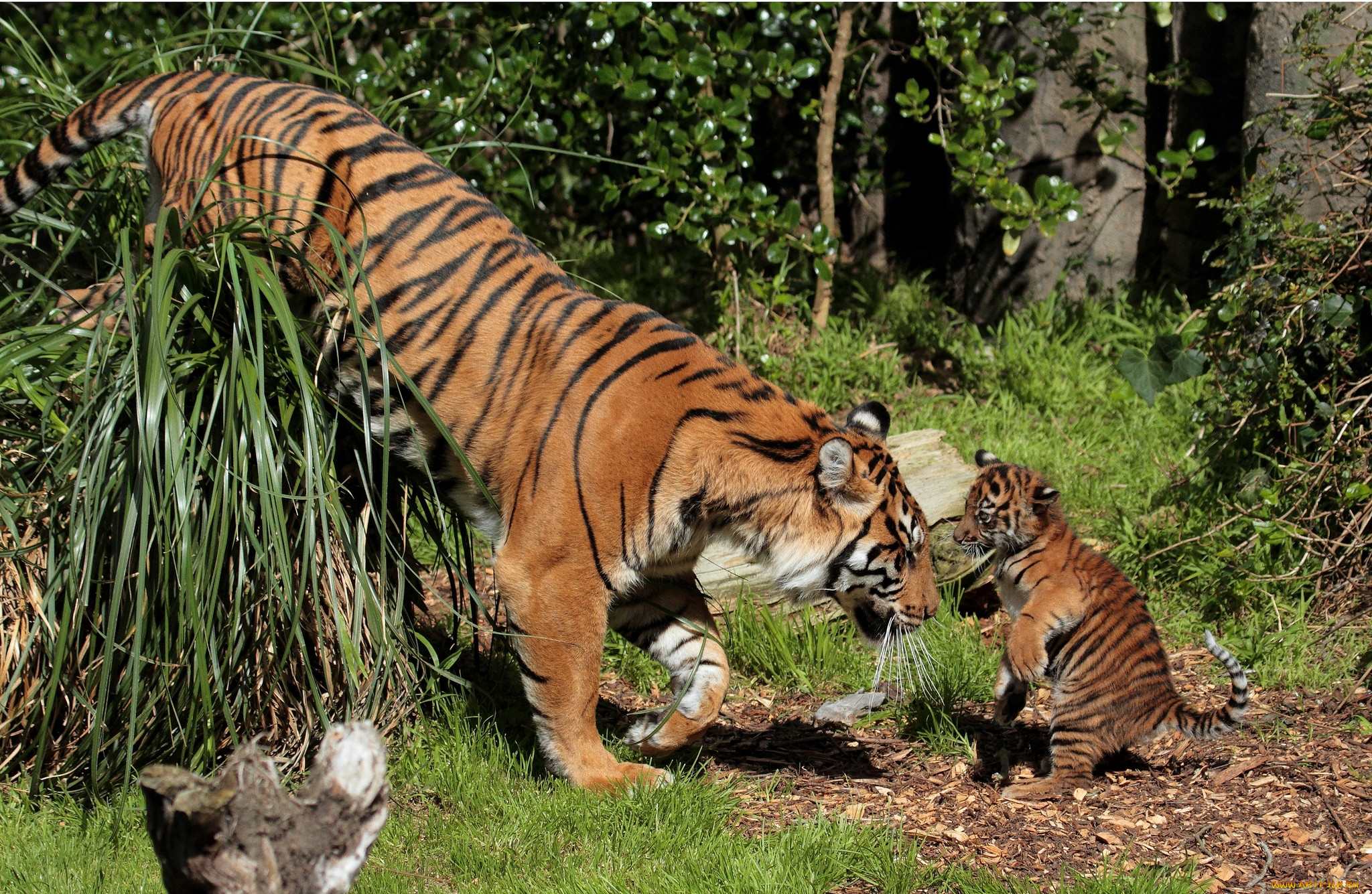 Дикие мамаши. Тайгер тигр. Амурский (Уссурийский) тигр. Тигр тигрица и Тигренок. Амурская тигрица с тигрятами.
